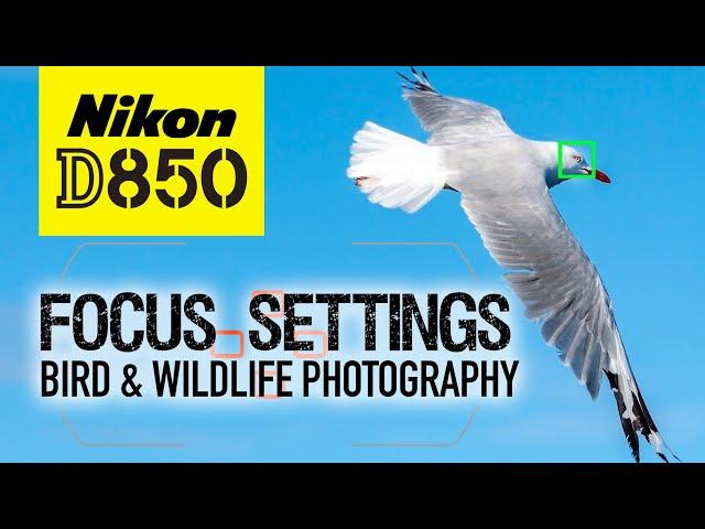 Nikon D850 | My Focus Settings | Bird & Wildlife Photography