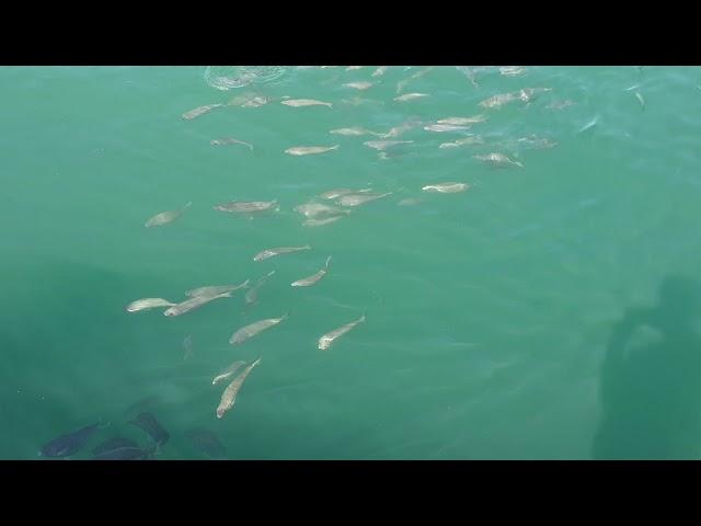 A lot of fish in the Flisvos Marina