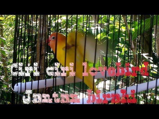 CIRI CIRI LOVEBIRD JANTAN BIRAHI