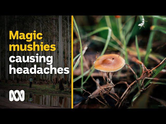 Magic mushroom season brings tourists on bad trips to this tiny town | ABC Australia