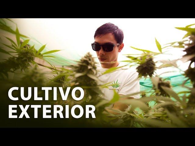 Cultivo de Marihuana Exterior I Paso a Paso