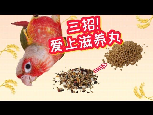 鸚鵡挑食不吃滋養丸？| 三招讓鸚鵡他們愛上滋養丸 | 鸚鵡的飲食【酷檀子小太陽】