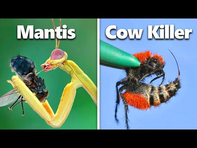 I Built Homes For Exotic Insects...