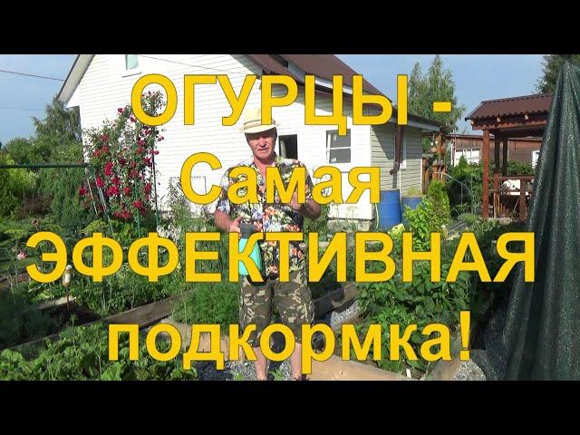 20. ОГУРЦЫ ВЁДРАМИ ПОСЛЕ ПОДКОРМКИ ПО ЛИСТУ! Они резко пойдут в рост и завалят вас урожаем!