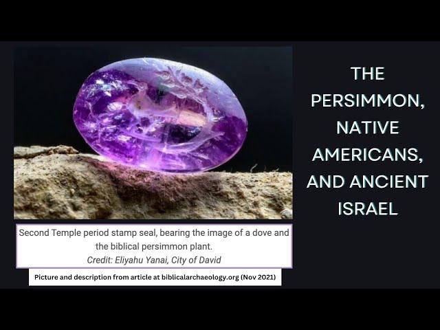 Persimmon - Possible Native American - Israel Connection