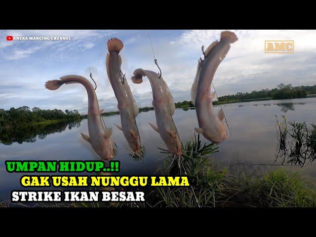 UMPAN HIDUP..!!Langsung Sambar Joran Tumbang || Mancing Ikan Besar