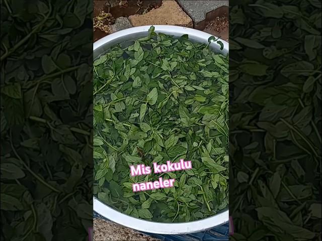Köyde Nane Kurutma#köydehayat #köy #doğa#temizlik#hayatinaynasi #food#yemektarifleri#koyvlog #garden