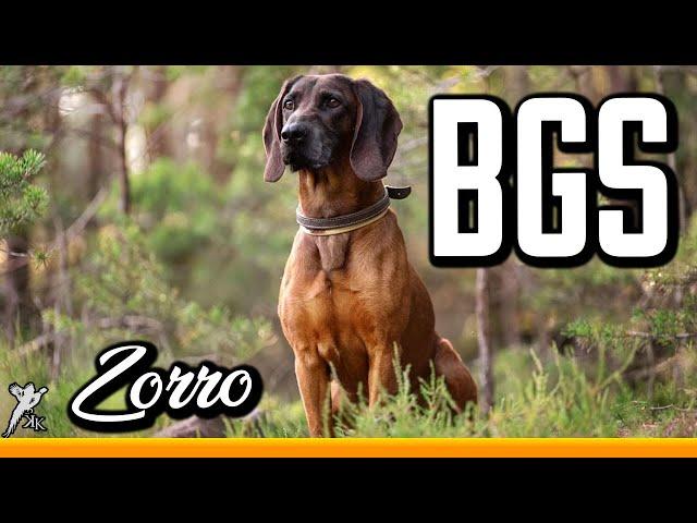 Bayrischer Gebirgsschweißhund | Wir stellen den BGS vor