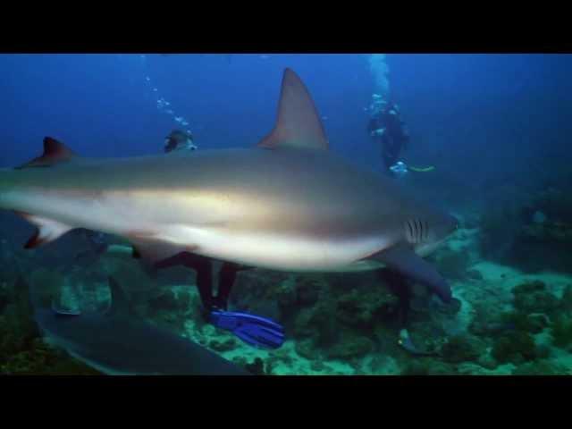 Now, More Than Ever, Sharks Count!