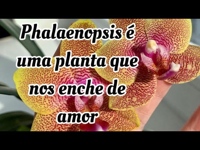 COMO CULTIVAR PHALAENOPSIS