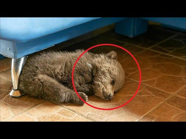 A man saved a bear cub! What happened next will SHOCK you!