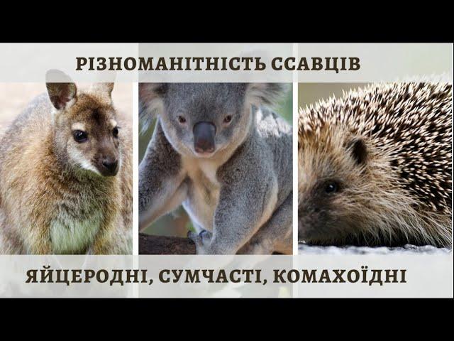 Різноманітність ссавців: яйцеродні, сумчасті та плацентарні (комахоїдні)