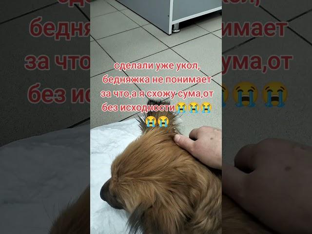 помощь бездомным животным ️