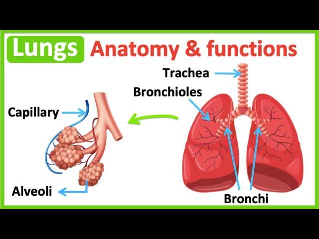 Lungs anatomy & function | Easy science learning video