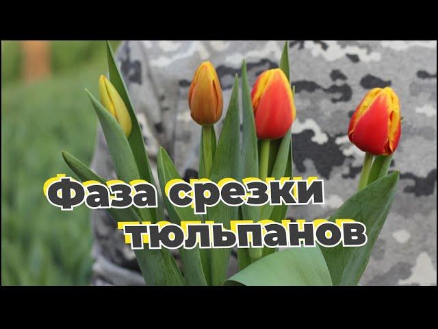 Фаза срезки тюльпанов | Когда срезать тюльпан? | Инструкция в описании