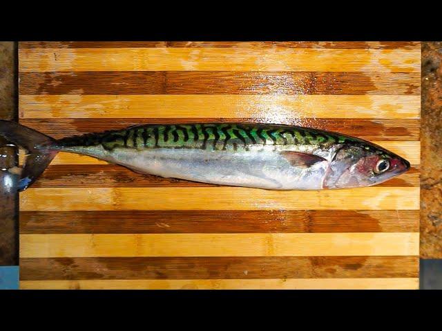 How to fillet a Mackerel by Fishmonger Apprentice. (Scomber scombrus) | The Fishmongers