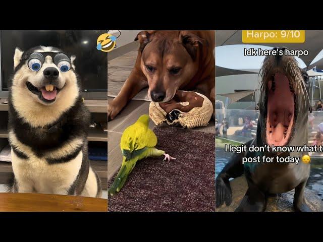 Funniest Pets of 2024 So Far..  | Try not to laugh!