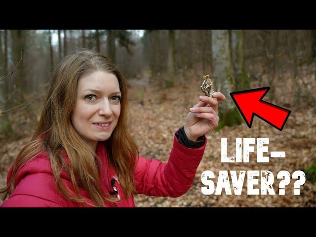 Lifesaver?️Ist THE most medicinal mushroom for survival and life-threatening diseases?