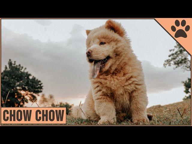 Chow Chow Información De Raza De Perro | Perros Mundo