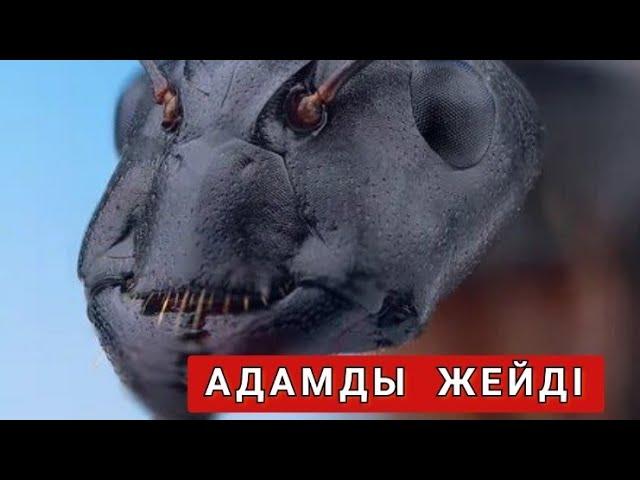 Құмырсқада жасырылған сұмдық құпия!