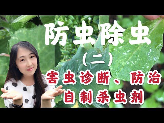 【菜园子17】种菜防虫除虫（之二）害虫诊断，防治，自制杀虫剂 |如何防治蜗牛，鼻涕虫，菜青虫，潜叶蝇，蚜虫，白粉虱