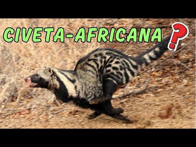 CIVETA-AFRICANA! NÃO É FELINO OU HIENA. VEJA ESSE ANIMAL BEM DIFERENTE QUE POUCAS PESSOAS CONHECEM!