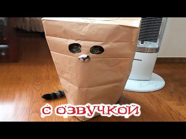 Funny Animal Videos 2023 - Funniest Dogs and Cats Videos #98