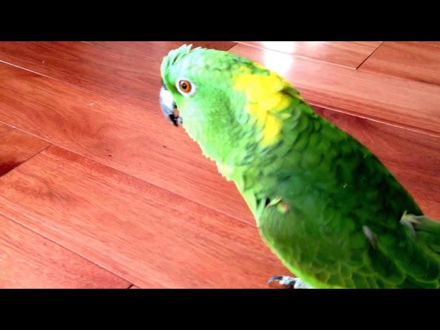 Parrot laughing out loud !!!!!!!