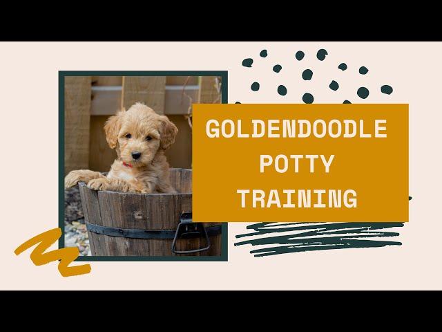 Goldendoodle Potty Training (Potty Training A Goldendoodle)