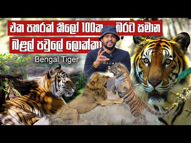 සිංහයාත් පරදින බළල් පවුලේ ලොක්කා - Bengal Tiger | Pet Talk