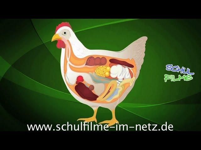 Das Huhn - Schulfilm Biologie