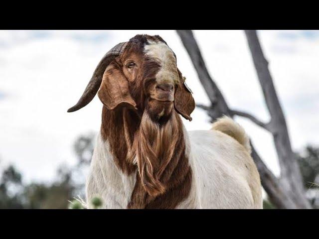 The important things you must know about the Boer Goat