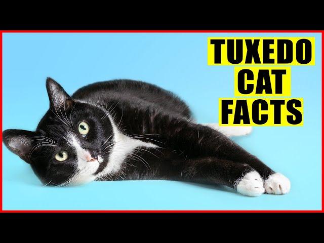 15 Surprising Facts About Tuxedo Cats (Black and White Cats)