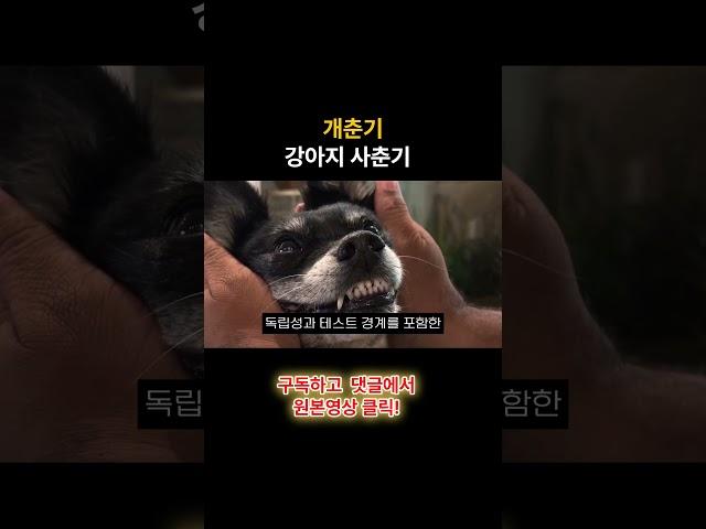강아지 나이 아는법