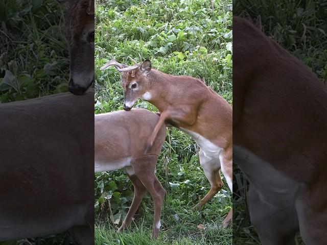 Best Caption Wins A Chuckle, Confused Buck Mounts A Decoy #shorts #hunting #wildlife #animals