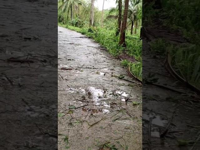 Snake falling off from coconut tree#aftertyphoon pepito#riding on motorcycle#naturetrail