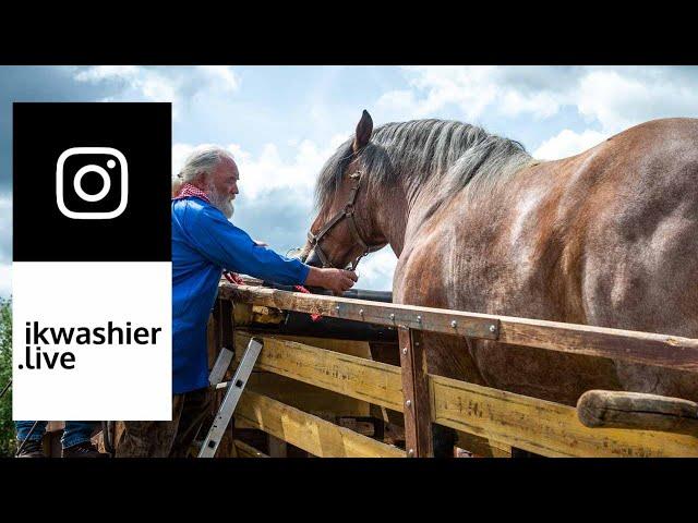 Ardenner trekpaard in dorsmachine in Aux Marais - Draft Horses in threshing machine 4 Instagram