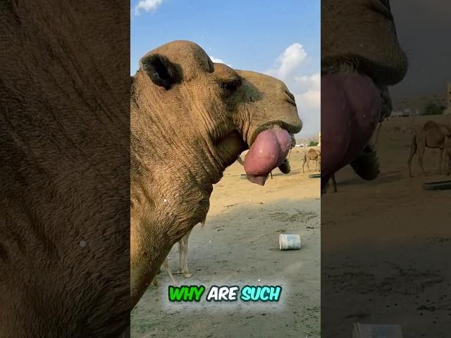  OMG! A Horse’s Kidney Came Out of Its Mouth?  The Truth Will Shock You! #shorts