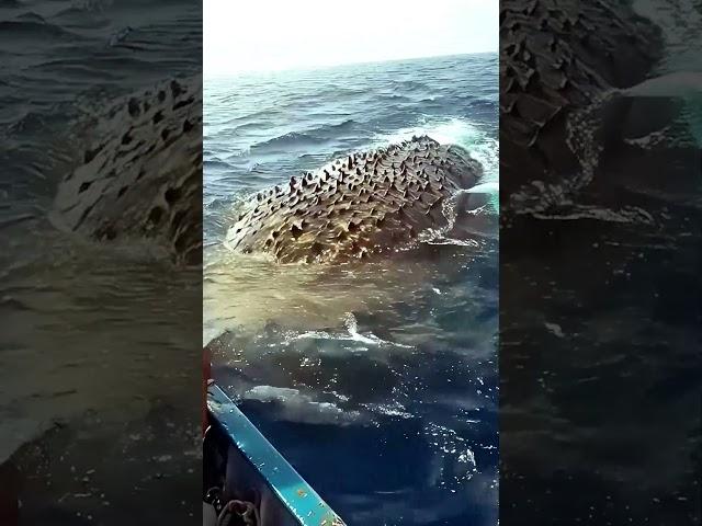 Загадочное морское животное встретили рыбаки #fishing