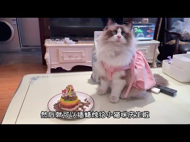 猫咪生日蛋糕制作教程 祝kimi 2岁生日快乐～#萌宠出道计划 #猫