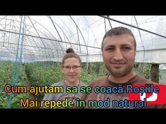 Metoda Naturala simpla pentru a grabii coacerea rosiilor , defolierea to