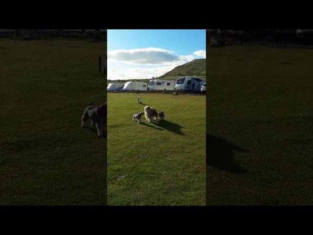 Spartacus and Otto The Schnauzers going stalking