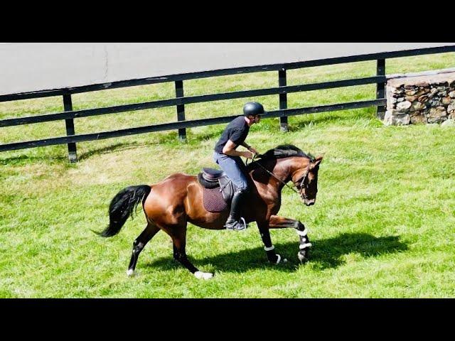 Maciek Pestka || Professional Equestrian || Horse riding || CTFarms || Red Gate Farms