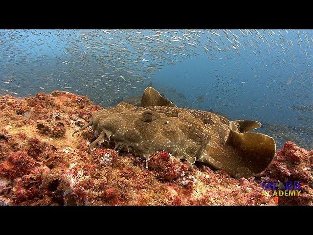 Wobbegong Sharks | SHARK ACADEMY