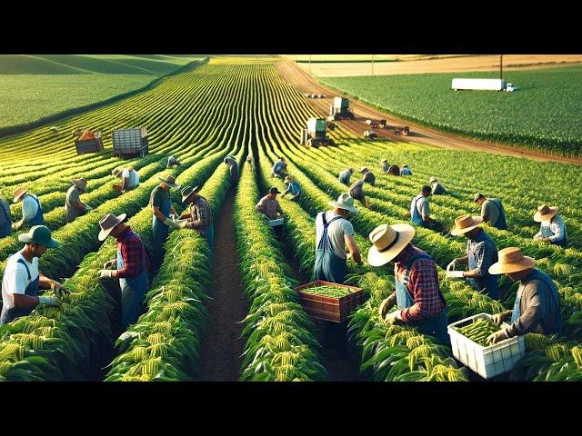 US Farmers Harvest Vegetables And Fruits On Millions Of Acres Of Farmland In 2024