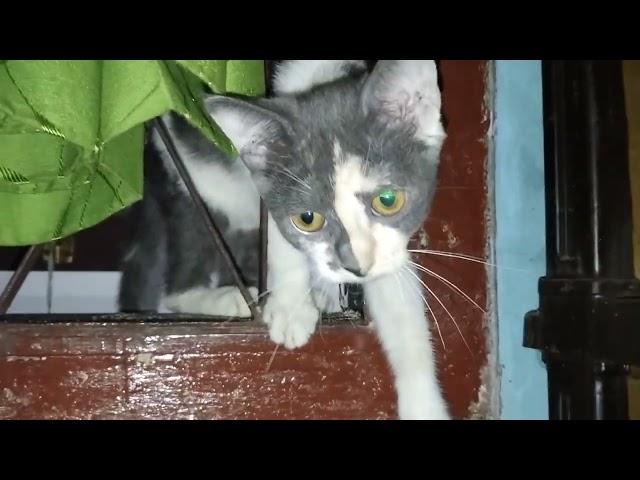 KUCING LIAR BERKUMPUL MENAHAN RASUK #catlovers #video @wlz turet