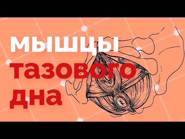 Анатомия мышц тазового дна - "мышцы влагалища"