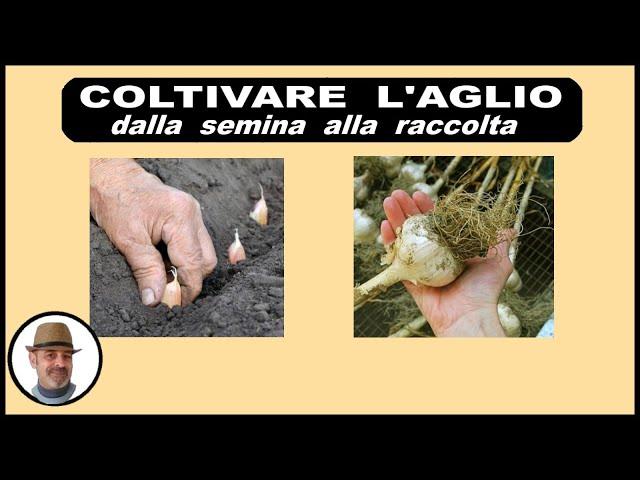 COLTIVARE L'AGLIO, dalla semina alla raccolta