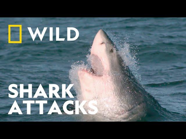 Investigating Shark Bites | Shark Attack 360 | Natioanl Geographic WILD9