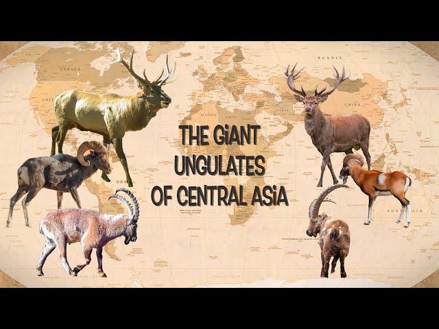 The giant ungulates of Central Asia